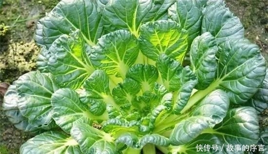 榆錢|夏天吃這幾樣野菜,能除濕熱、防便秘、還能止咳化痰!你吃過(guò)嗎?