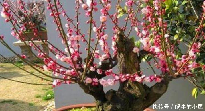 最受欢迎的4种花,人见人爱,漂亮又好养,开花奇特颜值高