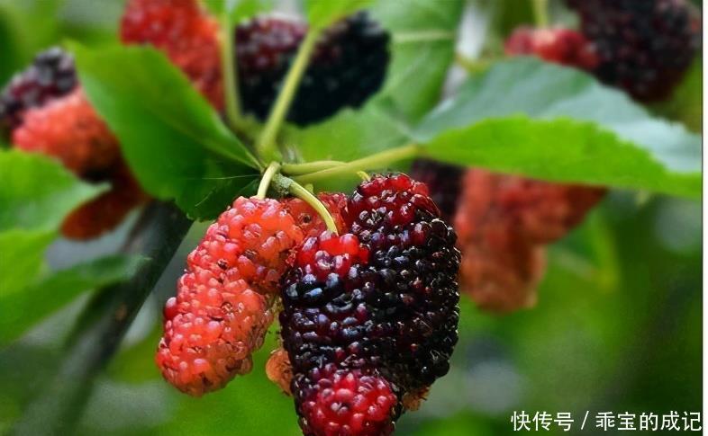 黑木耳|湿气较重的季节,多吃3种食物,改善睡眠滋养皮肤早吃早受益