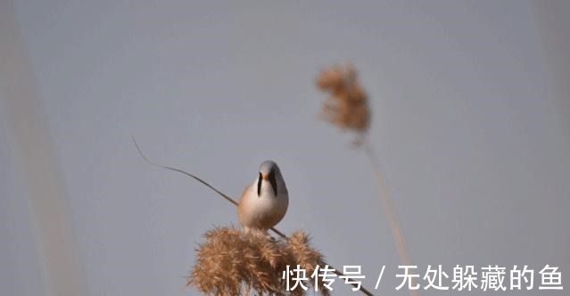 胡须$文须雀每年都来宛平湖越冬!