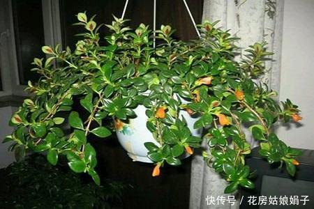在家养了一盆植物,开花时,周围邻居惊呆了!这盆植物竟然这么美