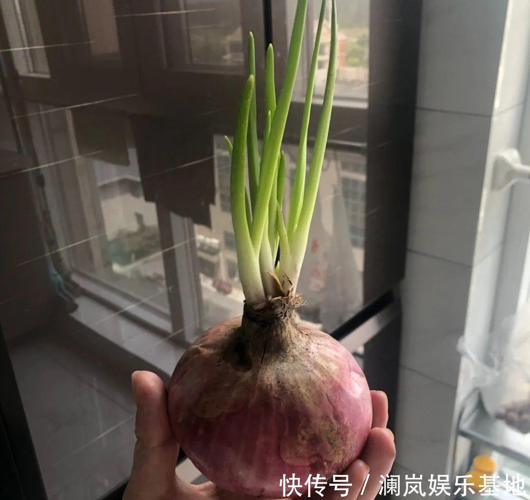 3个月后才回家,家里的花疯了,墙缝、房顶都爬满!