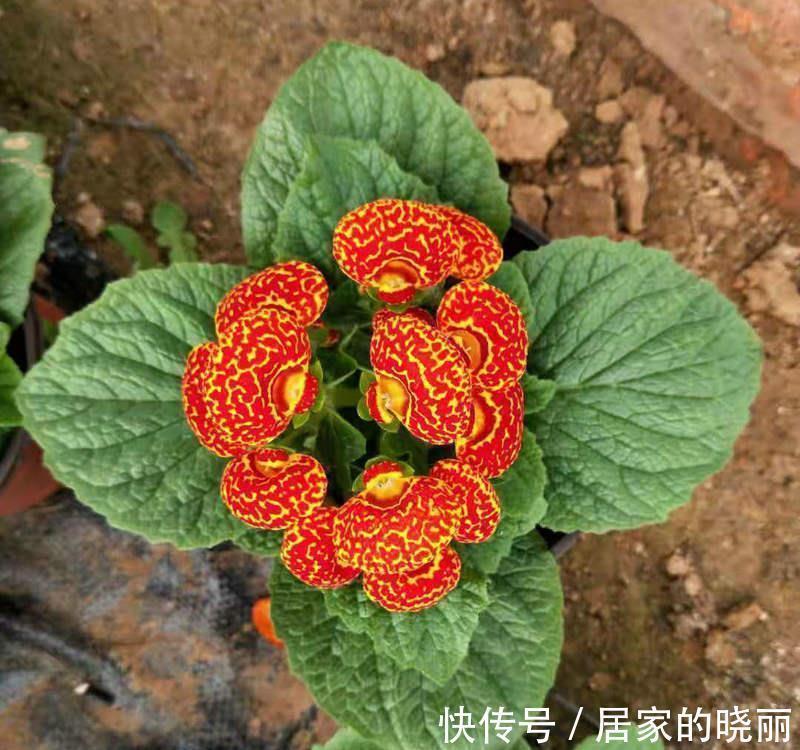 养花试试这几款,不仅花好看,叶片也很清新,而且它很耐阴