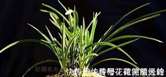 兰叶|怎么判断兰花缺少氮磷钾?学会这三招,养不好兰花都难