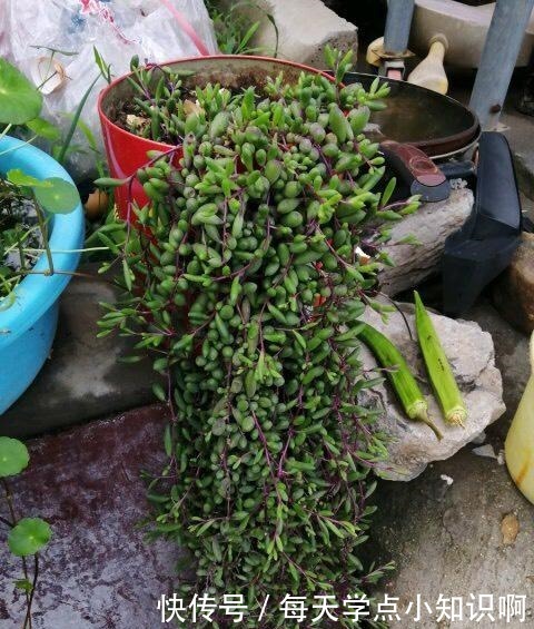 网上有人“跪求”名字的多肉植物,究竟有多美,竟有这般吸引力!