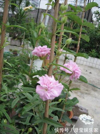 太阳|耐晒又耐热，这几种花夏天养，太阳越大晒得越美