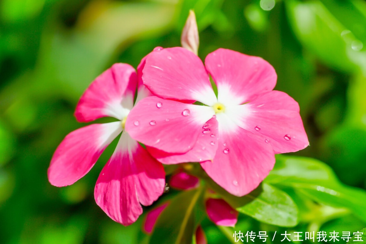 冬天|冬天花草别乱买,投资这几种,花期长还好养,养出满屋“春光”