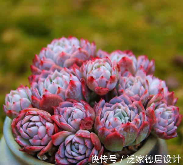 多肉植物|9月养盆多肉紫罗兰女王，容易群生颜色美，淋雨后仙气十足