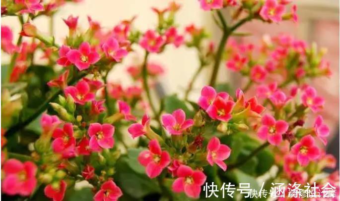 营养液|2种东西埋盆里,长寿花呼呼长,开花满盆