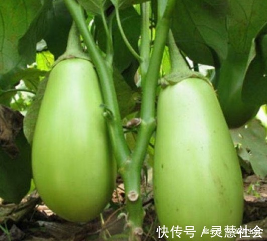 茄子|秋季养生要会吃，推荐4种食物，排毒清肠，增强体质，早吃早受益