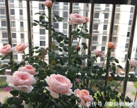 爆盆|容易开花到“爆盆”的月季，被称“拿生命开花”，花量大还好养