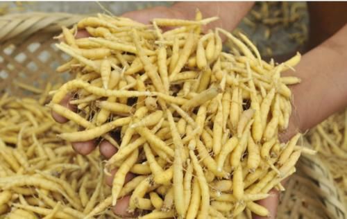 燥湿利水|中医养生：补气中药“26味”，建议收藏