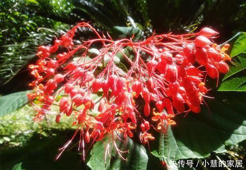 家里采光不好,不妨试着养3种花,轻轻松松开满盆,是盆栽佳品!