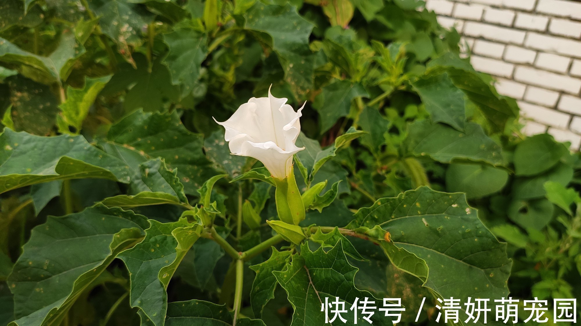 农村这种常见野草，原来就是曼陀罗花！遇到记得离远点！