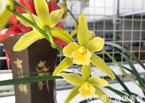 比翡翠还绿的兰花，花色多变，香味持久，种植容易，是养兰人首选