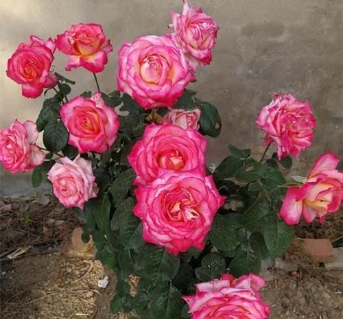 给月季吃条鱼，来年花开满盆，花期长达200天，你也试试！