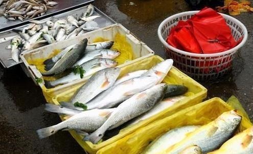内行人买鲈鱼时,只需认准“这3点”,鱼贩子不敢随便忽悠你!