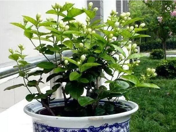 盆栽|养好茉莉花,学会这4招,一年能开好几茬,比栀子花还香、还漂亮
