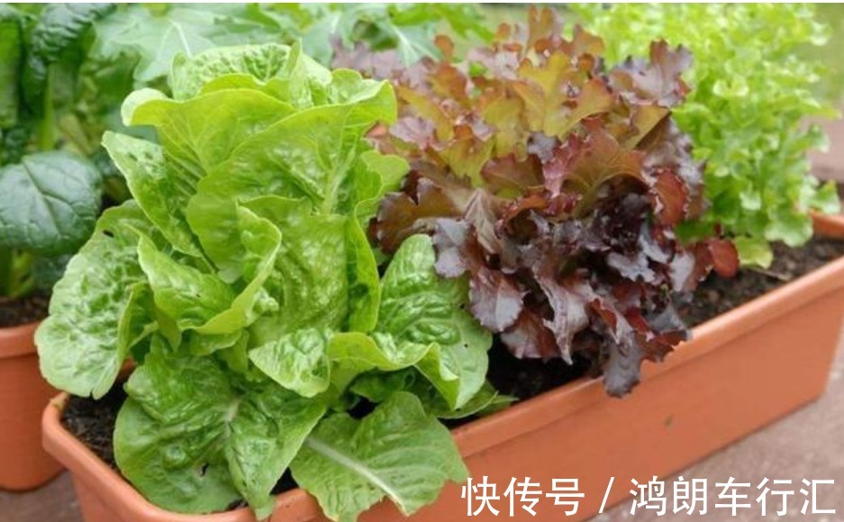 阳台种上4种菜,漂亮又好养,随吃随摘,天天都有新鲜菜!