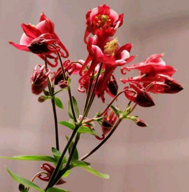 开花最勤快的几款花,天天开花,养护容易,是盆栽佳品