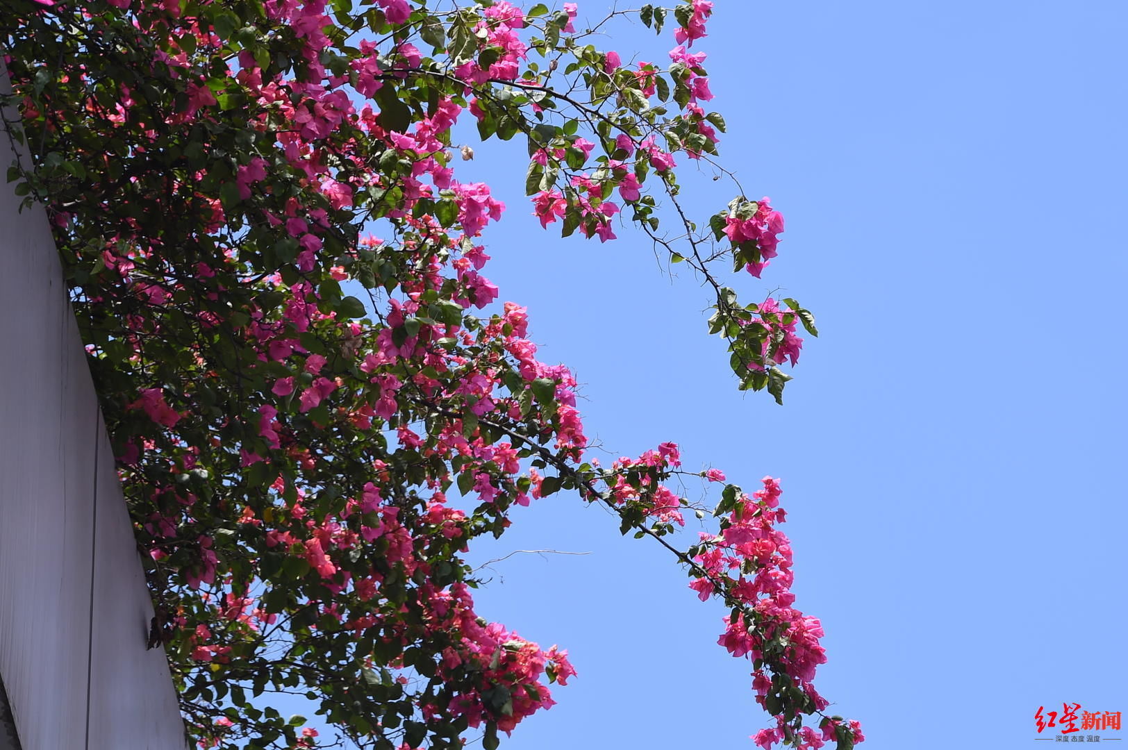 花花花花花~且看公园城市的“花月令”