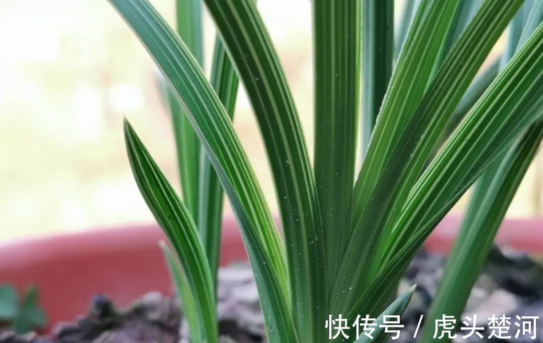 兰株|兰花什么时候分苗最佳?兰友:一年四季都可以,最佳时机只有两季