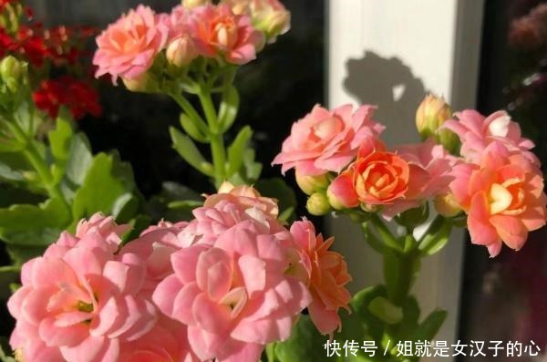 公认的六大“懒人花”,懒养更容易出状态!