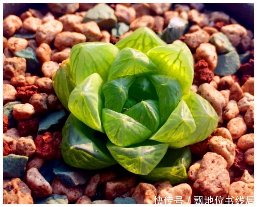 晶莹剔透|玉露晶莹彩珍珠美极了,做好6个点,颗颗饱满晶莹剔透