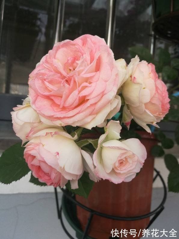 金丝雀|10种常见月季花图鉴，不要再问别人了，自己收藏慢慢看