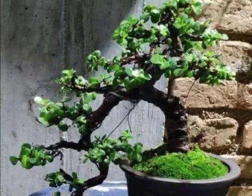 此种植物最适合做盆景,如何营造它的美感