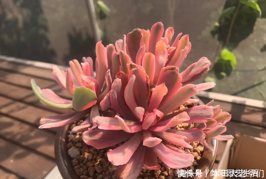 怎么养出“透红”的肉肉?多肉变红,只需2个条件,很简单