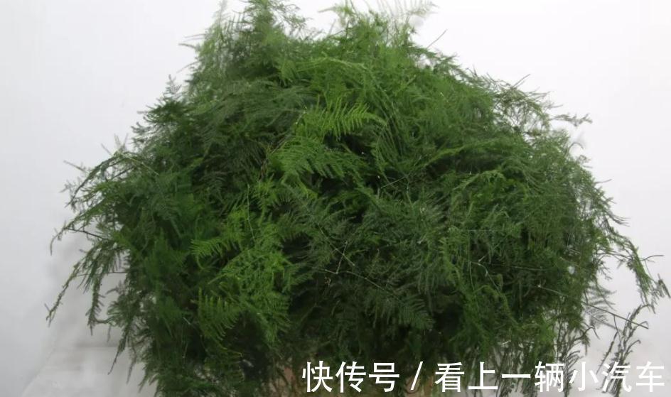 天冷养文竹，常做“3个小动作”，新芽咕咕冒不停，枝叶常青