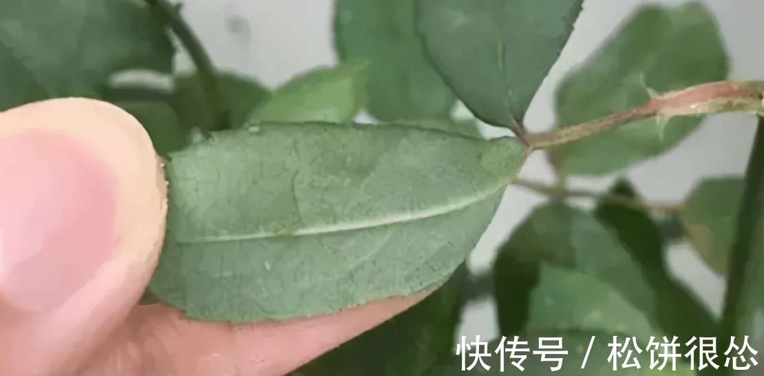 养花该如何杀虫?学会这几招,一招就能够秒杀害虫