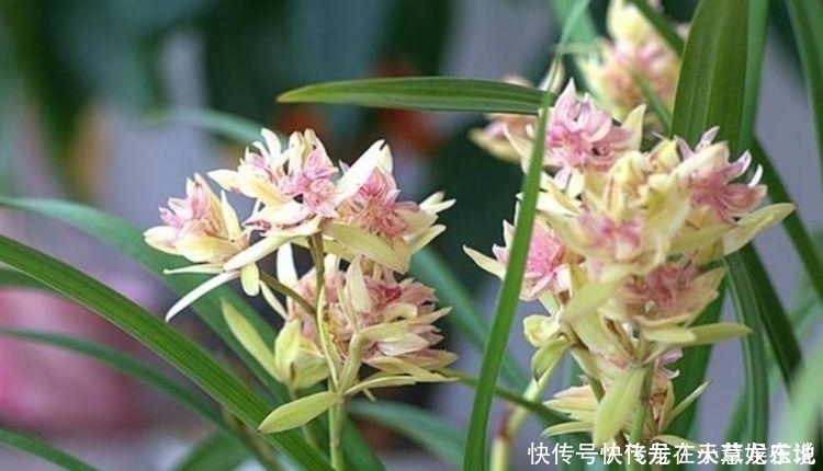 兰花兰花|最香的“4种花”,漂亮又好闻,全年开花不断,花开美观又大气