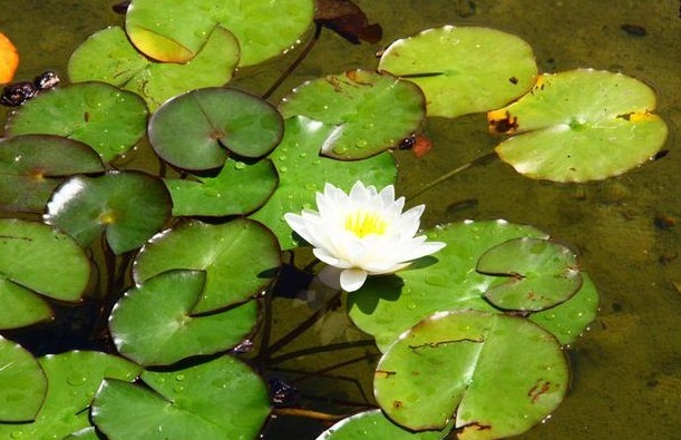 清热解暑|值得收藏的4款代茶饮,清热解暑顶呱呱,承包你的整个夏天!