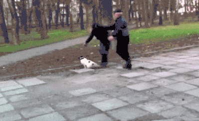 |搞笑GIF:主人,你的自动跑步机有点慢,能不能快点