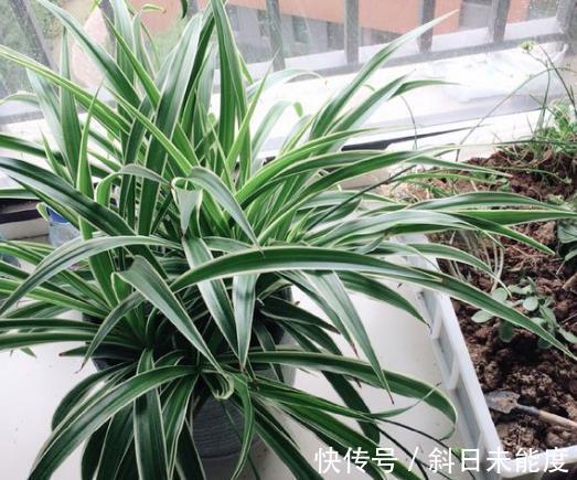 滴水观音|“3种花”不适合卧室养,如果家里有,要搬到阳台里,别忽视!