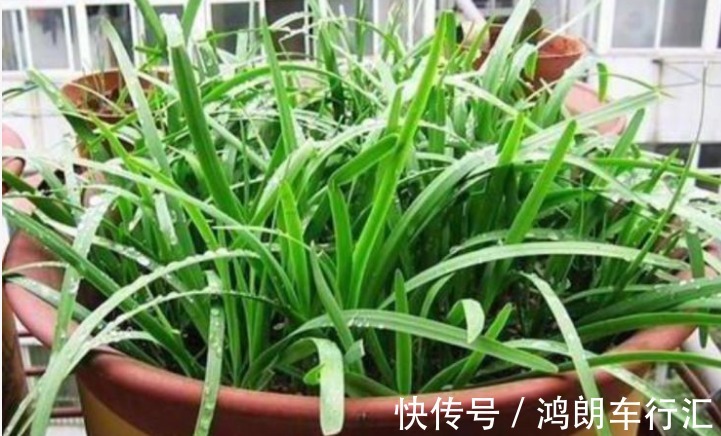 阳台种上4种菜,漂亮又好养,随吃随摘,天天都有新鲜菜!