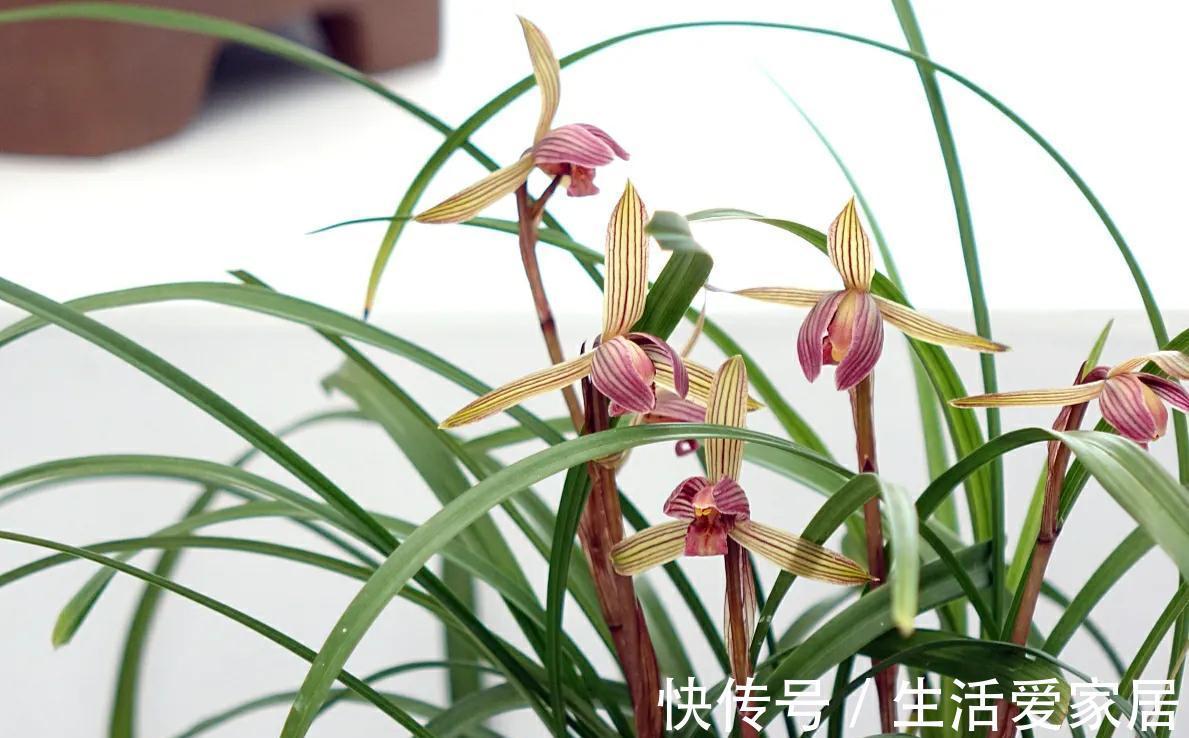兰花叶子卷曲?主要和2点有关,做好后叶肥开花香