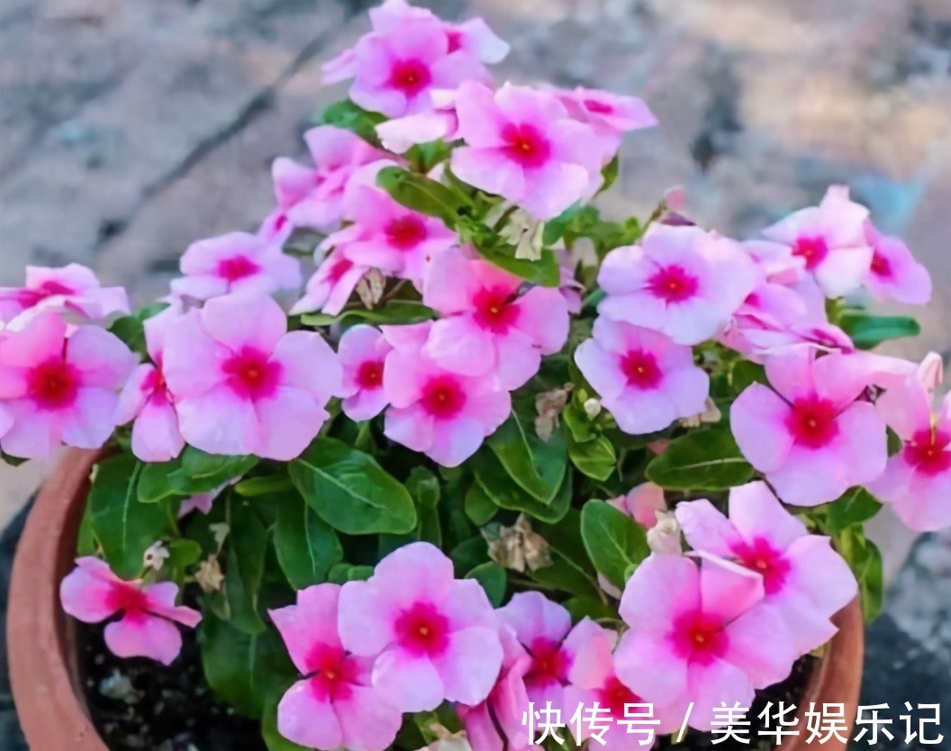 总结养花“十大问题”,只要学会,你就是养花大神