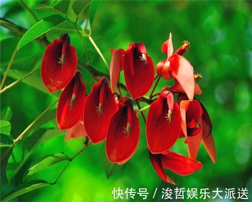 妙招|色彩斑斓的刺桐怎么养教你3个养护刺桐的小妙招，花开艳丽美观