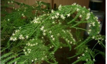 原来高手是这么养文竹的,难怪不见黄叶还开花,现在知道还不晚