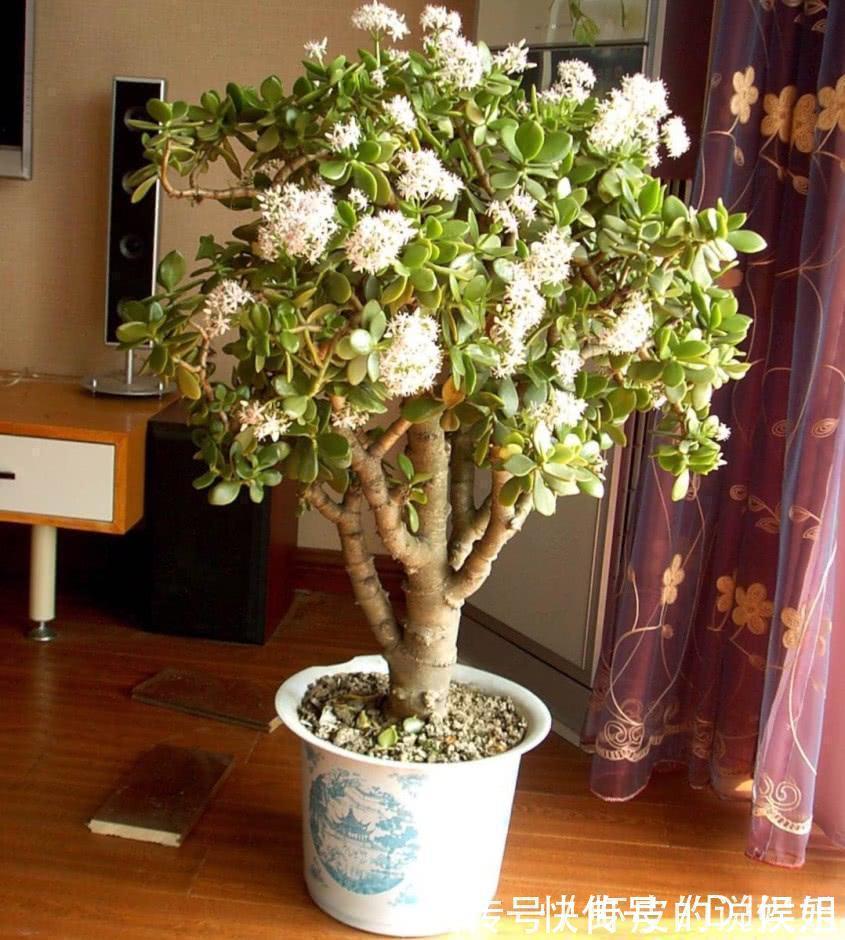 根系|寿命长的“3种花”,最喜欢用小盆栽种,盆越“小”长得越好