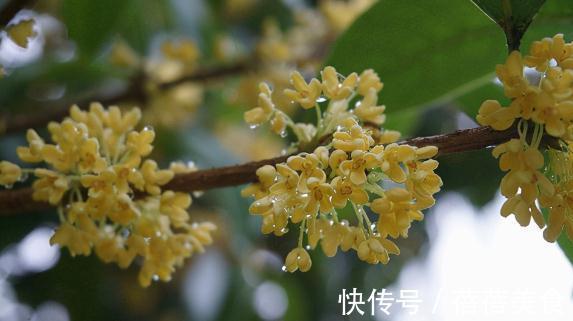 五种健康花,家中养几盆,全家健康一整年