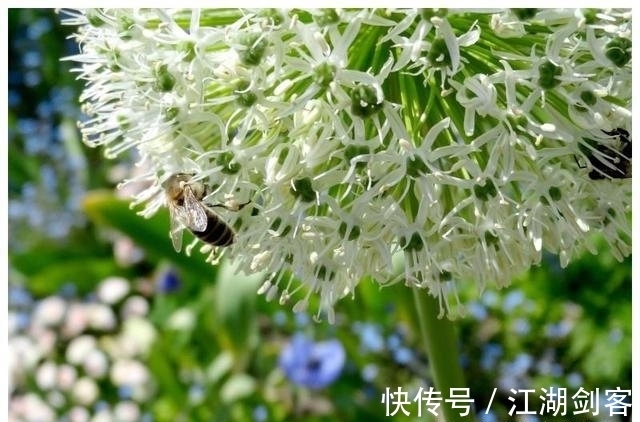 生肖鸡|下个星期内，走桃花运，牵手爱情一辈子的四大生肖！