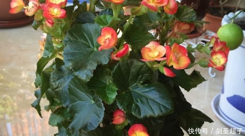 四季海棠这样养,一年365天四季开花,天天都可以赏花