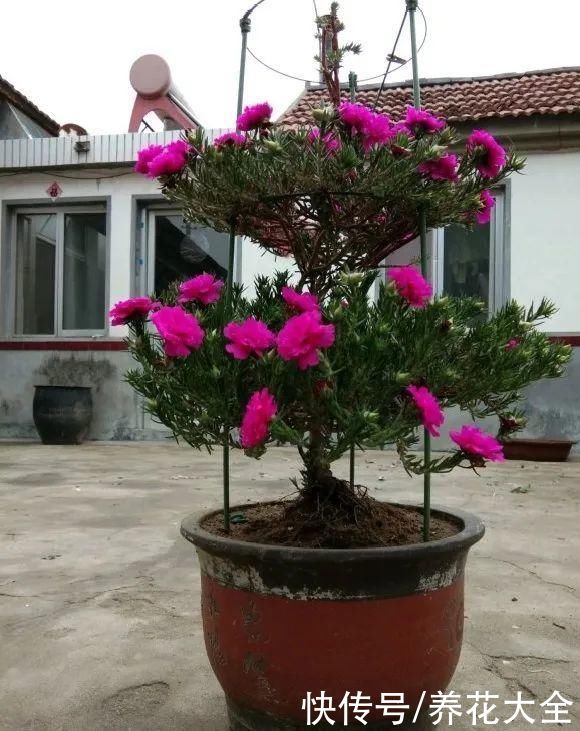 马齿苋花|山东马齿苋老桩，年年开花像小树，网友直呼：假的吧