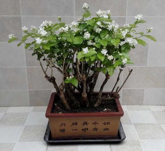 茉莉花后赶紧剪,剪完就开花,一直剪一直开