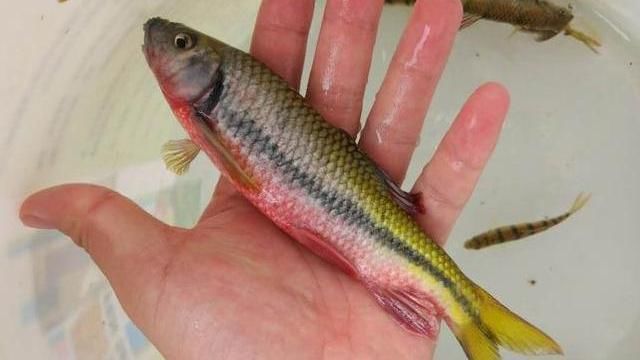 这种鱼体型娇小，藏于深山老林急流中，仍躲不过60元1斤端上餐桌