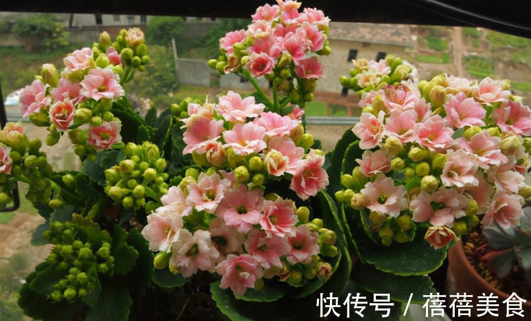 19种常见花“耐寒能力”一览表,天冷要不要“入室”,看看就知道